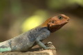 Agama czerwonogowa (Agama agama)