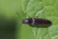 Athous haemorrhoidalis