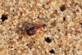 Badister bullatus (Badister bullatus)
