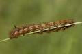 Barczatka napjka (Euthrix potatoria)