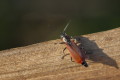 Bblik (Anthocomus rufus)