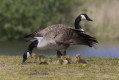 Branta canadensis