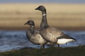 Bernikla obrona (Branta bernicla)