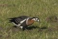 Bernikla rdzawoszyja (Branta ruficollis)