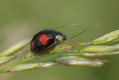 Biedronka arlekin (Harmonia axyridis)