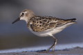 Biegus malutki (Calidris minuta)