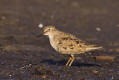 Biegus may (Calidris temminckii)