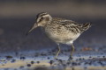 Biegus paskodzioby (Calidris falcinellus)