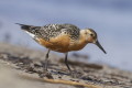 Calidris canutus