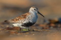 Biegus zmienny (Calidris alpina)