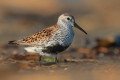 Biegus zmienny (Calidris alpina)