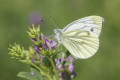 Bielinek bytomkowiec (Pieris napi)