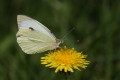 Pieris brassicae