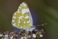 Bielinek rukiewnik (Pontia edusa)