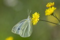 Bielinek rzepnik (Pieris rapae)