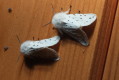 Spilosoma lubricipedum