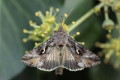 Byszczka jarzynwka (Autographa gamma)