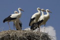 Bocian biay (Ciconia ciconia)