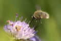 Bujanka wiksza (Bombylius major)