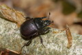 Bycznik (Typhaeus typhoeus)