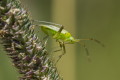 Calocoris norvegicus (Calocoris norvegicus)