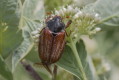 Chrabąszcz majowy (Melolontha melolontha)