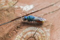 Chrysis refulgens (Chrysis refulgens)