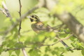 Cierlik (Emberiza cirlus)