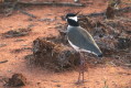 Czajka czarnoczuba (Vanellus tectus)