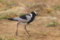 Czajka srokata (Vanellus armatus)