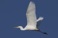 Egretta alba