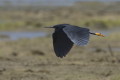 Czapla czarna (Egretta ardesiaca)