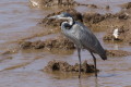 Ardea melanocephala