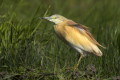 Czapla modronosa (Ardeola ralloides)