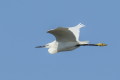 Czapla nadobna (Egretta garzetta)