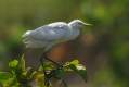 Bubulcus ibis