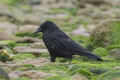 Czarnowron (Corvus corone)