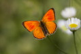 Czerwoczyk dukacik (Lycaena virgaureae)