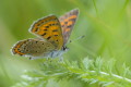 Czerwoczyk fioletek  (Lycaena helle)