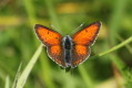 Lycaena hippothoe