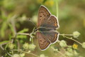 Czerwoczyk uroczek (Lycaena tityrus)