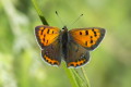 Czerwoczyk arek (Lycaena phlaeas)