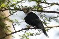 Czooczub tooki (Prionops plumatus)