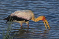 Dławigad afrykański (Mycteria ibis)