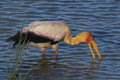 Dawigad afrykaski (Mycteria ibis)