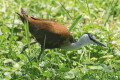 Dugoszpon afrykaski (Actophilornis africanus)