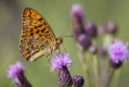 Argynnis adippe