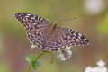 Argynnis paphia