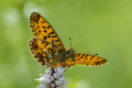 Dostojka selene (Boloria selene)