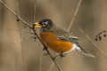 Drozd wdrowny (Turdus migratorius)